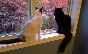 Buddies, indoors, leaves, black and white, cats, trees, autumn, warm HD wallpaper
