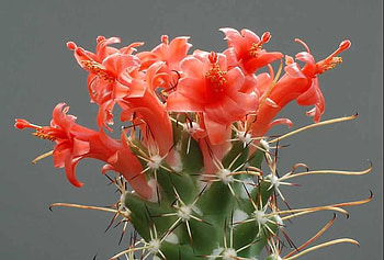 cactus, macro, red, flower HD wallpaper