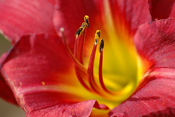 flower, large, red, beauty HD wallpaper