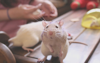 Rat Cute, rat, cute, animals HD wallpaper