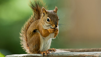 Light Brown White Fur Tail Squirrel Is Eating Nuts In Blur Green Background Squirrel HD wallpaper