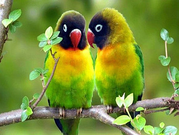 Love, sweet, banch, tender, parrots, tree HD wallpaper