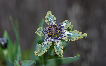Plants, Flowers HD wallpaper