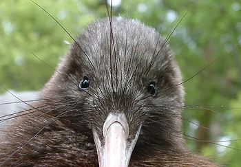 Kiwi Bird, Endangered species HD wallpaper