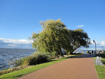 Steinhuder Meer, Willow Tree HD wallpaper