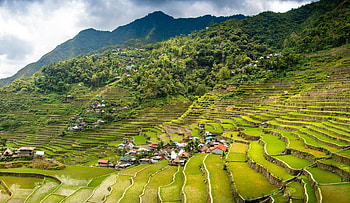 Rice fields, Philippines HD wallpaper