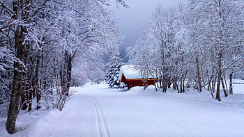 Winter in Forest, trees, road, cabin, snow, ice HD wallpaper