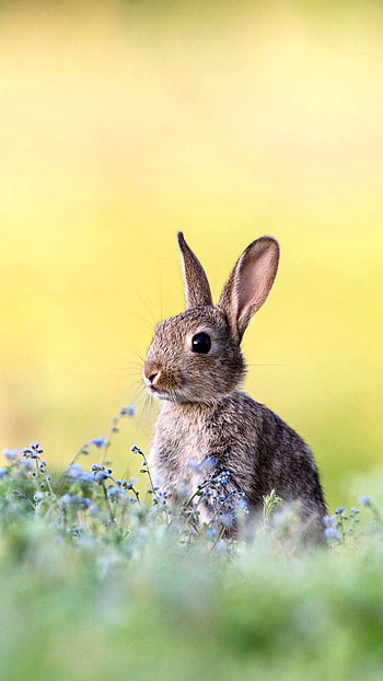 Bunny rabbit, , Animal delight, Bunny cuteness HD phone wallpaper