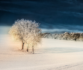 Winter, landscape, trees, sky HD wallpaper