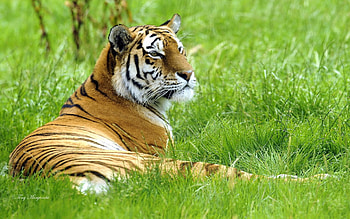 Animals, Grass, Lie, To Lie Down, Big Cat, Relaxation, Rest, Tiger HD wallpaper