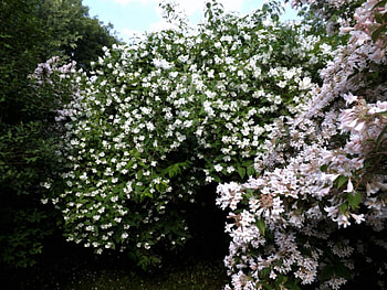 pink flowering bushes, flowering trees, pink, white, green HD wallpaper