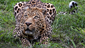 Animals, Grass, Leopard, Fear, Hunt, Hunting, Misgiving, Squat, Cower HD wallpaper