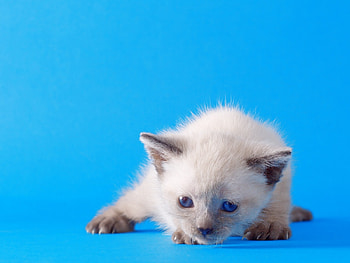 Animals, Cats HD wallpaper