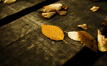 Landscape, Nature, Autumn, Leaves HD wallpaper