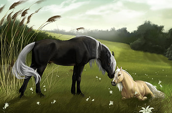 Father's love, animal, horse, brown, love, baby, run, dad HD wallpaper