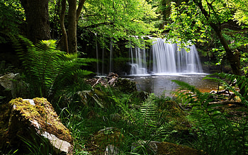 Forest waterfall, green, waterfall, trees, beautiful, grass, forest HD wallpaper