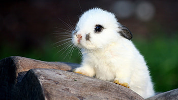 Animals, Rabbits HD wallpaper