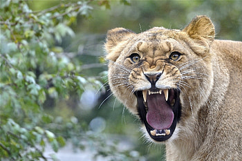 Animals, Aggression, Grin, Muzzle, Lion, Anger HD wallpaper