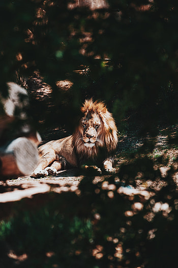 Animals, Wood, Tree, Branch, Lion, Predator, Big Cat HD phone wallpaper