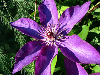 Plants, Flowers, Violet HD wallpaper