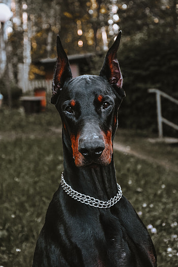 Animals, Dog, Pet, Animal, Doberman HD phone wallpaper