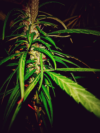 Marijuana, plant stem, grass HD phone wallpaper