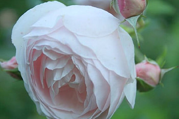 lovely pink rose, pink, roses, nature, flowers, lovely HD wallpaper