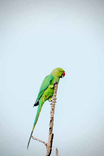 Animals, Parrots, Bright, Bird, Branch HD phone wallpaper