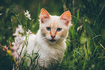 Animals, Cat, Muzzle, Sight, Opinion HD wallpaper