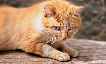 Animals, Kitty, Kitten, Sight, Opinion, Red Cat HD wallpaper