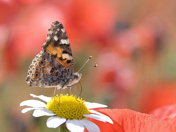 Painted Lady Butterfly, wings, delicate, butterfly, common HD wallpaper