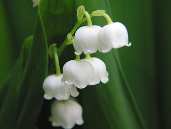 Lily of the Valley, Nature's treasure, Captivating blossoms, Serenity in petals HD wallpaper