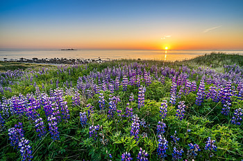 North Sea, flowers, beach, sunrise HD wallpaper
