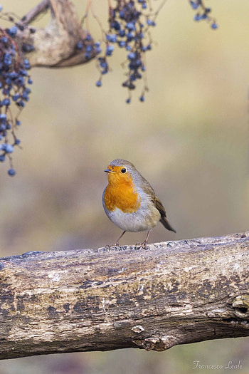 Robin bird, Captivating , Beautiful bird species, Nature graphy HD phone wallpaper
