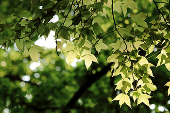 Leaf, nature, jungle, tree HD wallpaper