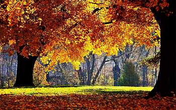 fall backgrounds - www. HD wallpaper