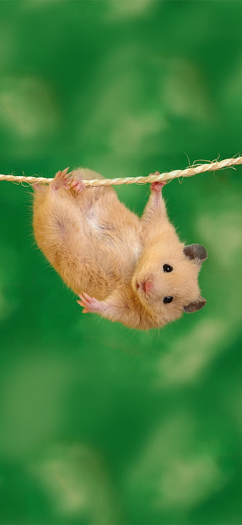 Hamster for , Cute and fluffy, Adorable little pets, Whiskered cuties HD phone wallpaper