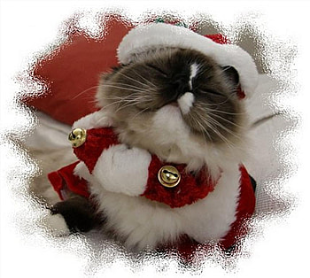 Christmas time, winter, cat, snow, nice HD wallpaper