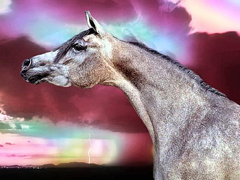 Lightning Stallion, grey horse, horse, grey stallion, stallion, animals, arabian horse HD wallpaper