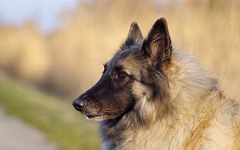 Belgian Tervuren, Animal , High resolution, 32743 HD wallpaper
