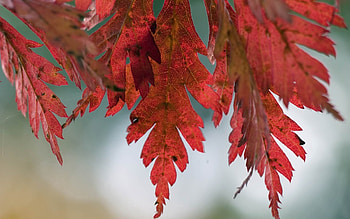 Nature, Autumn, Leaves, Stains, Spots HD wallpaper