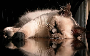 Animals, Fluffy, Kitty, Kitten, To Lie Down, Lie, Glass, Sleep, Dream HD wallpaper