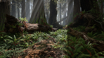 Redwood national park, California beauty, Maximum enchantment, Unreal splendor HD wallpaper