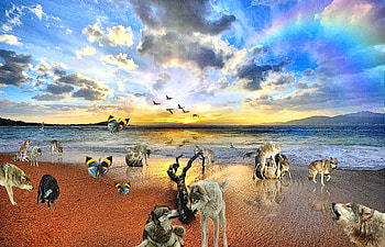 woowater, butterflies, birds, rainbow, wolf, wolfs HD wallpaper