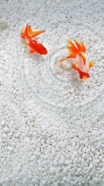 Goldfish, Cute aquatic creatures, Vibrant , Playful pet HD phone wallpaper