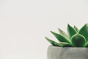 Close-up of a green succulent plant in a pot against a white background. HD wallpaper
