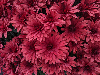 Flowers, Pink, Bloom, Flowering, Dahlias HD wallpaper