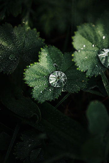 Leaves, Drops, Macro, Dew HD phone wallpaper