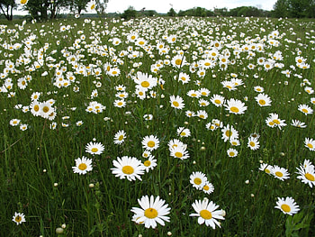 Plants, Landscape, Flowers, Fields, Camomile HD wallpaper