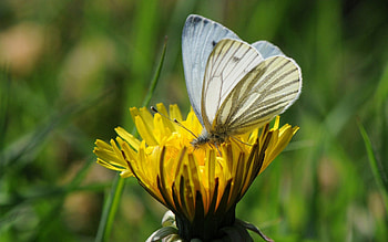 Flower, Plant, Macro, Butterfly HD wallpaper